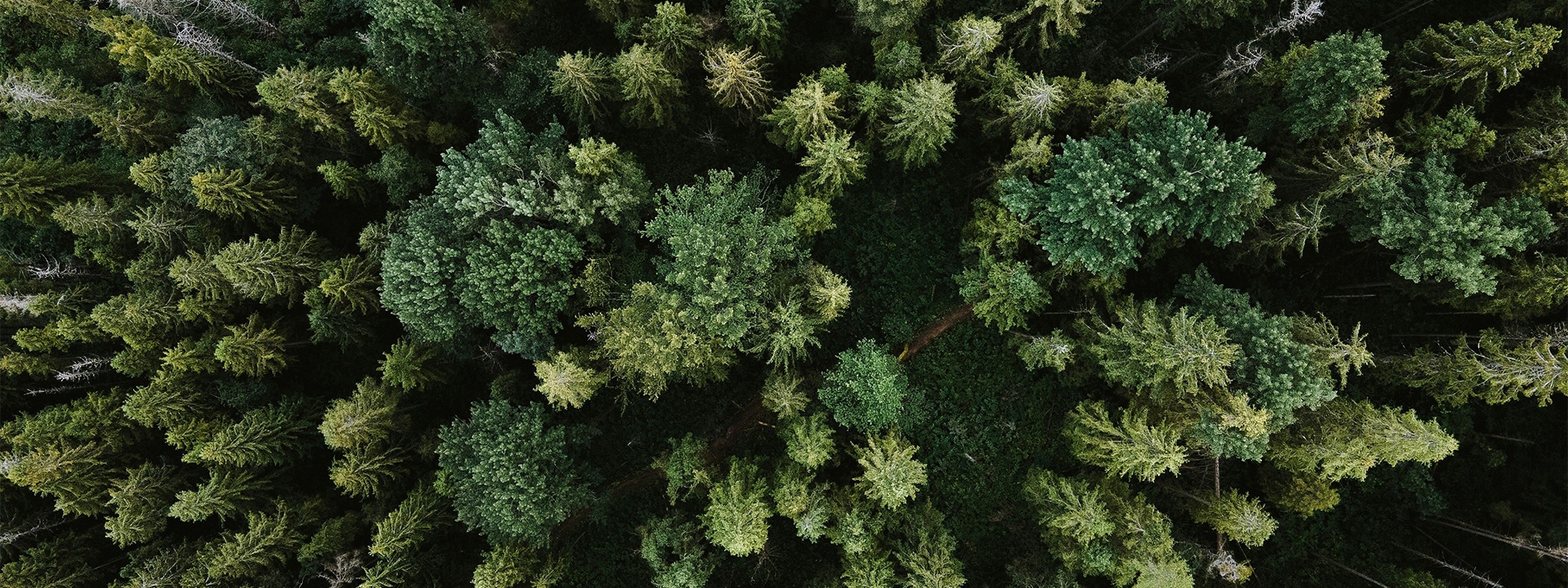 Luftaufnahme eines dichten alpinen Nadelwaldes